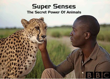 Super Senses دانلود فصل اول مستند نیروهای خارق العاده حیوانات